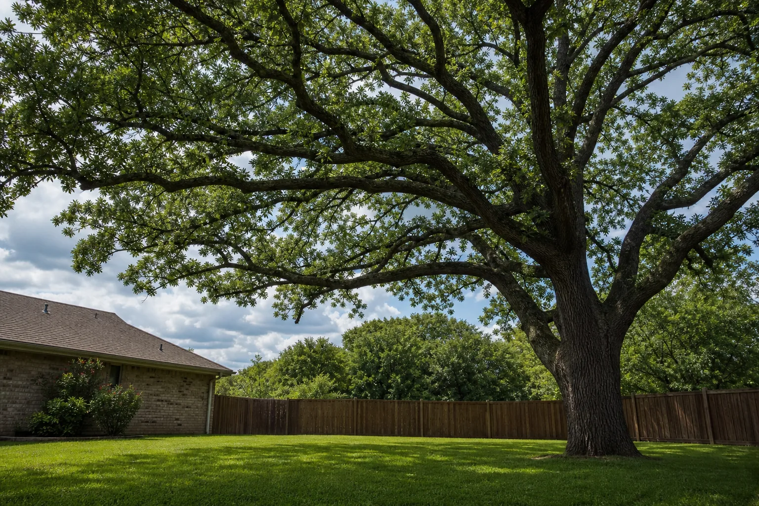 Tree Care